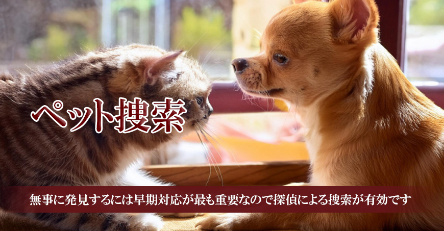 【静岡県西部エリア　探偵】ペット捜索｜静岡県内でペット捜索で探偵をお探しならスマイルエージェント静岡西部にお任せください。