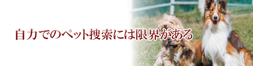 【静岡県西部エリア　探偵】ペット捜索｜静岡県内でペット捜索で探偵をお探しならスマイルエージェント静岡西部にお任せください。