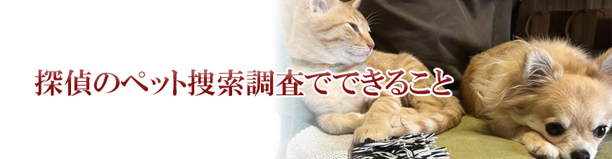 【静岡県西部エリア　探偵】ペット捜索｜静岡県内でペット捜索で探偵をお探しならスマイルエージェント静岡西部にお任せください。